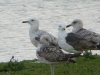 Caspian Gull at Wat Tyler Country Park (Steve Arlow) (95326 bytes)